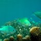 08- Chromis bleu-vert 